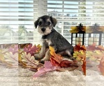Small #2 Schnauzer (Miniature)