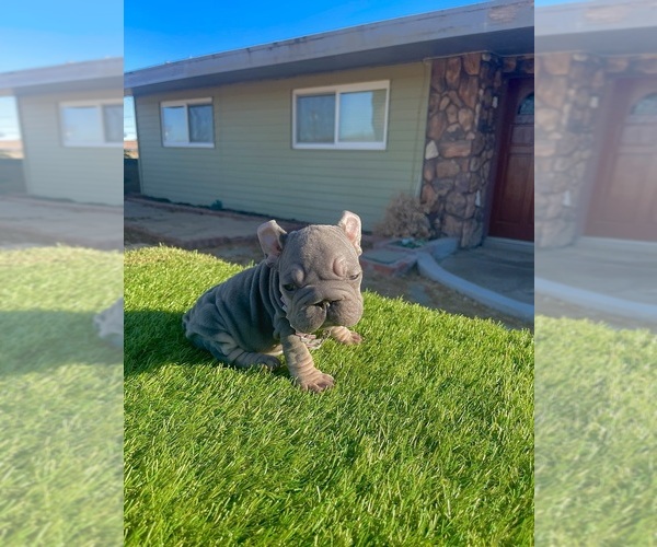 Medium Photo #1 French Bulldog Puppy For Sale in SANTA MONICA, CA, USA