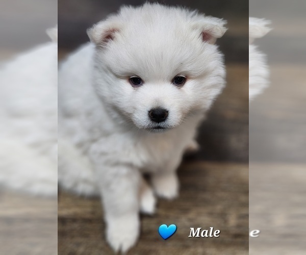 Medium Photo #2 Miniature American Eskimo Puppy For Sale in RUDOLPH, WI, USA