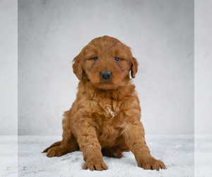 Goldendoodle Puppy for sale in ITASCA, TX, USA