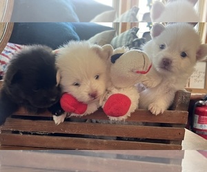 Pomeranian Puppy for sale in ROCHESTER, NY, USA