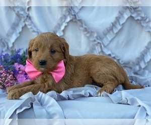 Goldendoodle Puppy for sale in LANCASTER, PA, USA