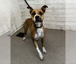 Small Bullboxer Pit