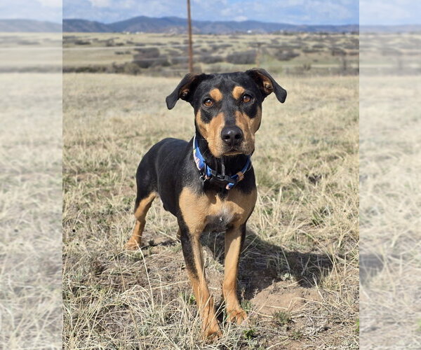 Medium Photo #2 Rotterman Puppy For Sale in Lakewood, CO, USA