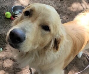Golden Pyrenees Dog for Adoption in PRINCETON, Wisconsin USA