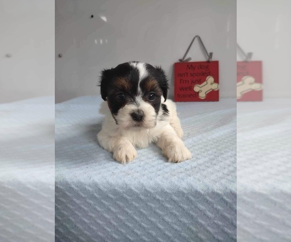 Medium Photo #5 Zuchon Puppy For Sale in MOUNT PLEASANT, MI, USA