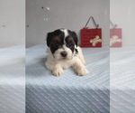 Small Photo #5 Zuchon Puppy For Sale in MOUNT PLEASANT, MI, USA
