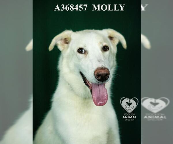 Medium Photo #1 Labrador Retriever-Unknown Mix Puppy For Sale in Stockton, CA, USA