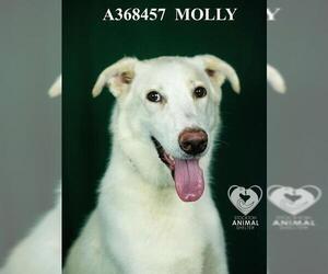 Labrador Retriever-Unknown Mix Dogs for adoption in Stockton, CA, USA