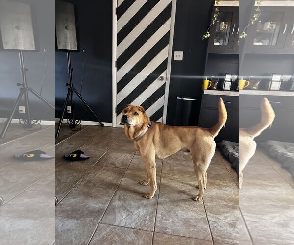 Medium Photo #8 Mutt Puppy For Sale in Fort Collins, CO, USA