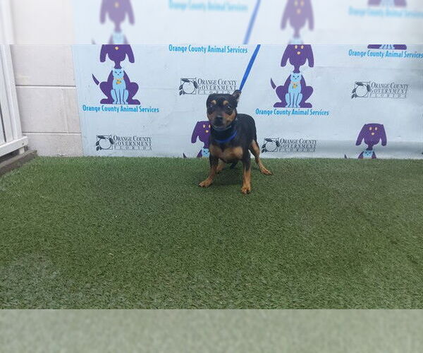 Medium Photo #1 Chihuahua Puppy For Sale in Orlando, FL, USA