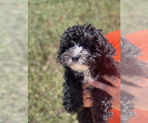 Maltipoo Puppy for sale in COOLIDGE, AZ, USA