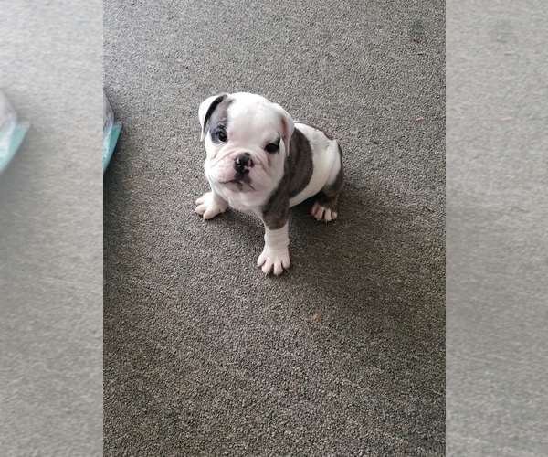 Medium Photo #4 English Bulldog Puppy For Sale in BAY POINT, CA, USA