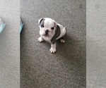 Small Photo #4 English Bulldog Puppy For Sale in BAY POINT, CA, USA