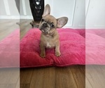 Puppy Puppy 2 French Bulldog