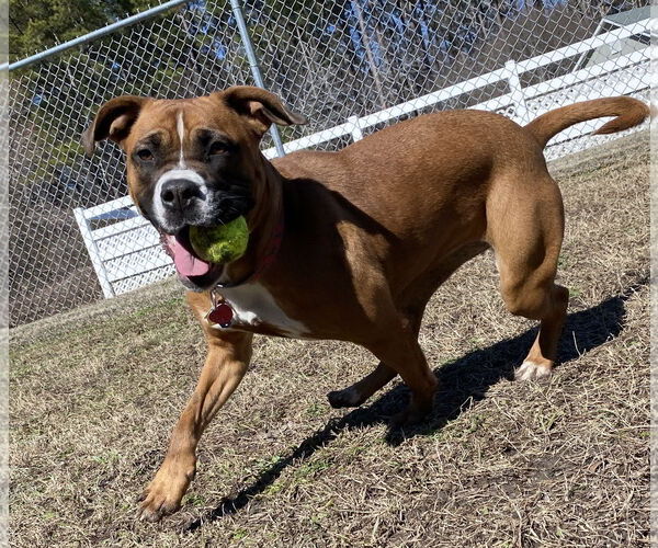 Medium Photo #3 Boxer-Unknown Mix Puppy For Sale in Virginia Beach, VA, USA