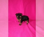 Small #11 Yorkshire Terrier