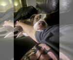 Small #1 American Staffordshire Terrier Mix