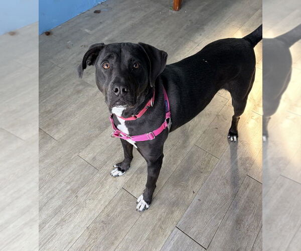 Medium Photo #4 Mutt Puppy For Sale in Elmsford, NY, USA