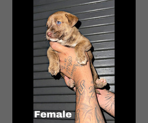 Australian Shepherd-Bullboxer Pit Mix Puppy for sale in STOCKTON, CA, USA