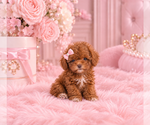 Poodles - Female Poodle (Miniature) Puppy for Sale - Small photo