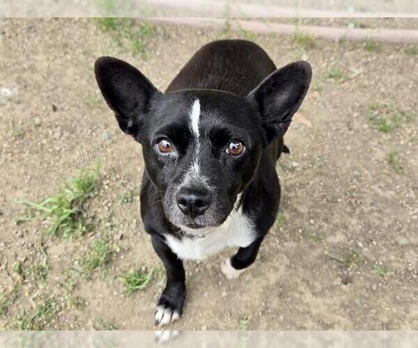 Medium Photo #1 Mutt Puppy For Sale in Martinez, CA, USA