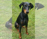 Small #3 Doberman Pinscher