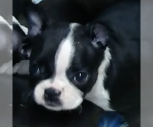 Boston Terrier Puppy for sale in CRKD RVR RNCH, OR, USA