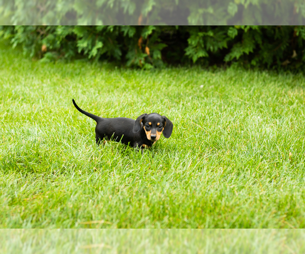 Medium Photo #4 Dachshund Puppy For Sale in MILFORD, IN, USA
