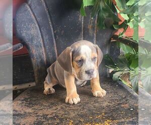 Beabull Puppy for sale in ARTHUR, IL, USA