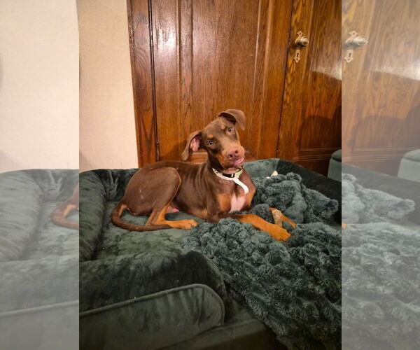 Medium Photo #8 Doberman Pinscher Puppy For Sale in Minneaoplis, MN, USA