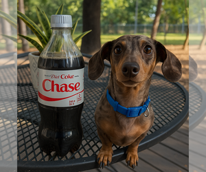 Dachshund Dogs for adoption in Denton, TX, USA