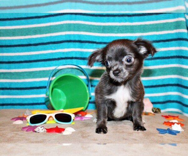Medium Photo #8 Chihuahua Puppy For Sale in CHARLESTON, AR, USA