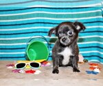 Puppy Ohara Chihuahua
