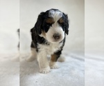 Puppy 2 Aussiedoodle-Bernedoodle Mix