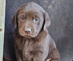 Labrador Retriever Puppy for Sale in LOVELAND, Colorado USA