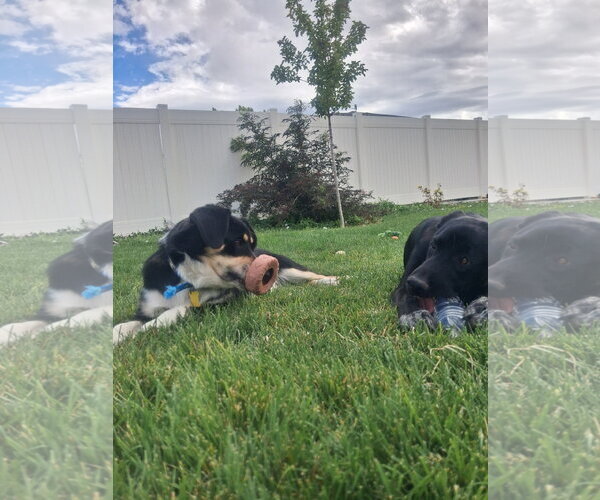 Medium Photo #7 Mutt Puppy For Sale in Sandy, UT, USA