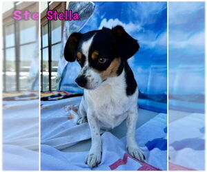 Rat-Cha Dogs for adoption in Lake Elsinore, CA, USA