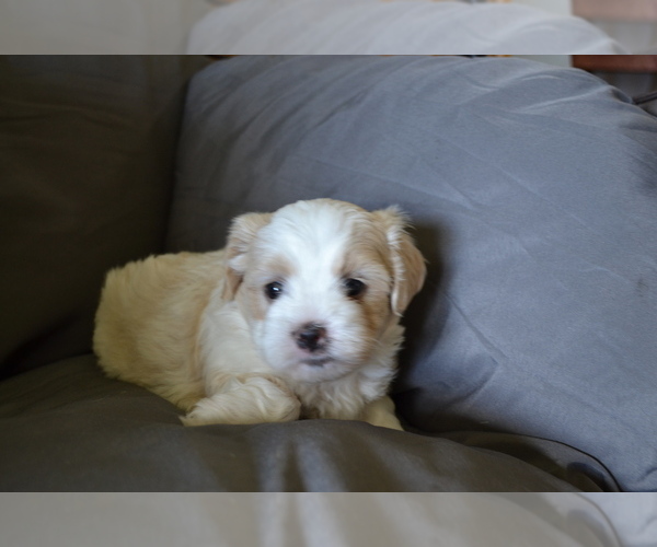 Medium Photo #2 Mal-Shi Puppy For Sale in GREENWOOD, WI, USA