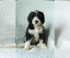 Medium Aussiedoodle-Bernedoodle Mix