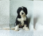 Puppy Athena Aussiedoodle-Bernedoodle Mix