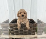 Small #1 Goldendoodle (Miniature)