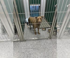 Labrador Retriever-Unknown Mix Dogs for adoption in Palmetto, FL, USA
