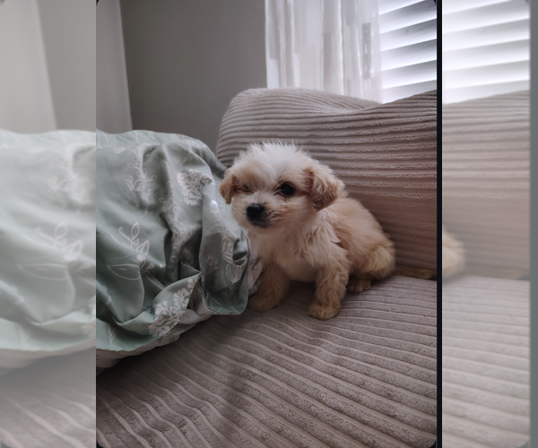 Medium Photo #1 Havanese Puppy For Sale in SAINT LOUIS, MO, USA