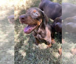 Small Photo #6 Doberman Pinscher Puppy For Sale in PHOENIX, AZ, USA