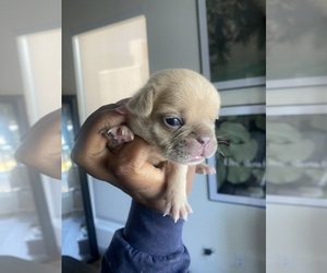 French Bulldog Puppy for sale in SACRAMENTO, CA, USA