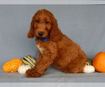 Small #3 Goldendoodle