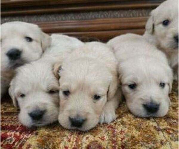 Medium Photo #4 Golden Retriever Puppy For Sale in SACRAMENTO, CA, USA