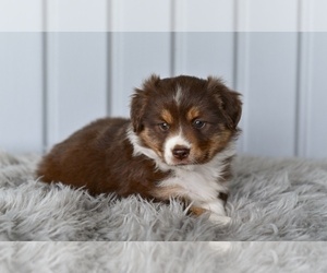 Miniature Australian Shepherd Puppy for sale in MILLERSBURG, OH, USA