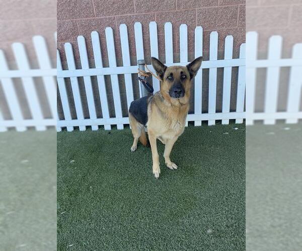 Medium Photo #1 German Shepherd Dog Puppy For Sale in Modesto, CA, USA